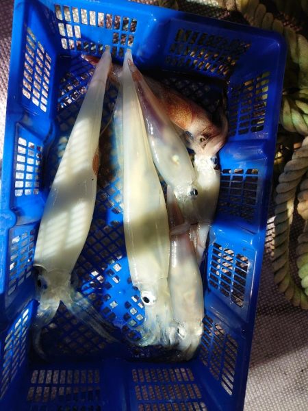 海龍丸（石川） 釣果