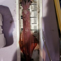 海龍丸（石川） 釣果