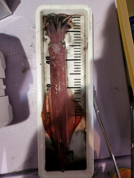 海龍丸（石川） 釣果