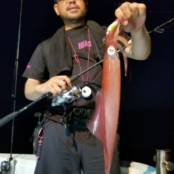 アマテラス 釣果