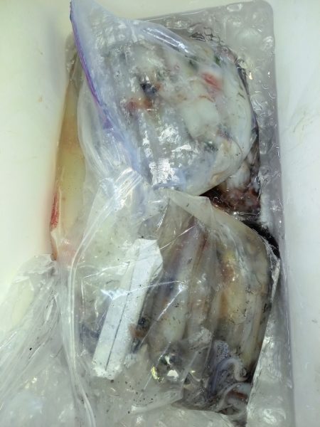 第二龍勢丸 釣果