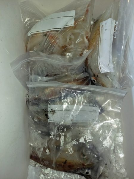 第二龍勢丸 釣果