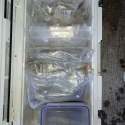 第二龍勢丸 釣果