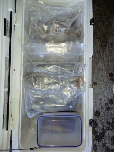 第二龍勢丸 釣果