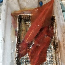 アマテラス 釣果