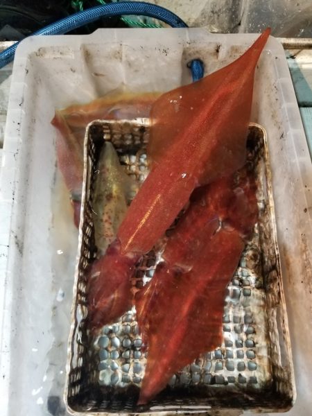 アマテラス 釣果