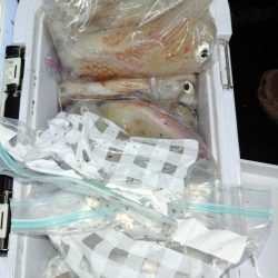 第二龍勢丸 釣果