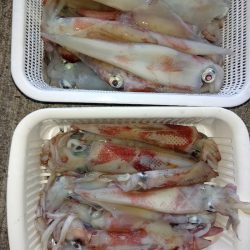 第二龍勢丸 釣果