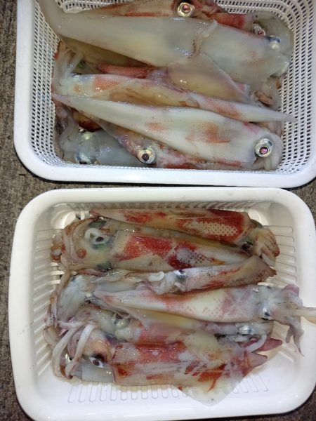 第二龍勢丸 釣果