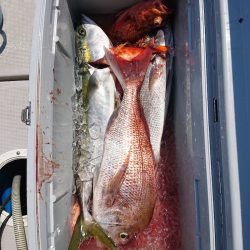 エンペラー 釣果