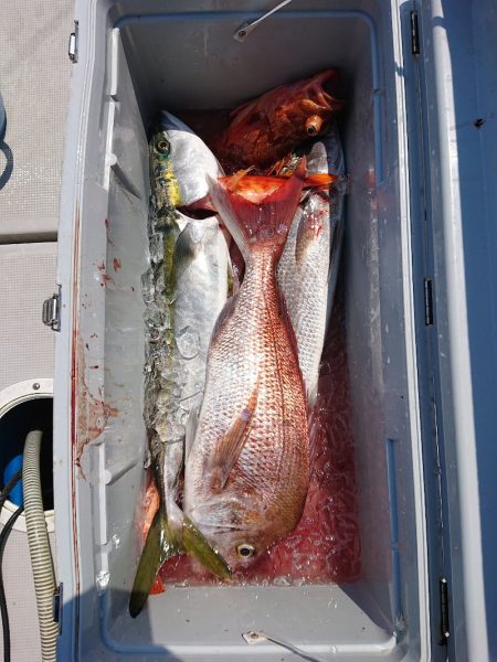 エンペラー 釣果