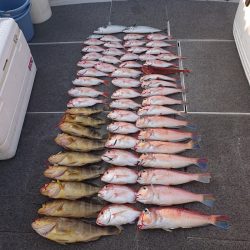 ARCADIAⅡ (アルカディアⅡ) 釣果