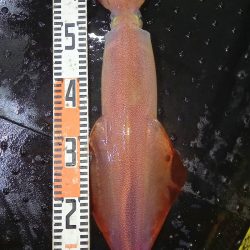 第二龍勢丸 釣果