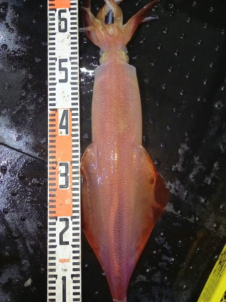 第二龍勢丸 釣果