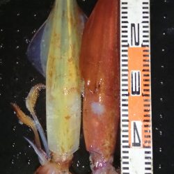 第二龍勢丸 釣果