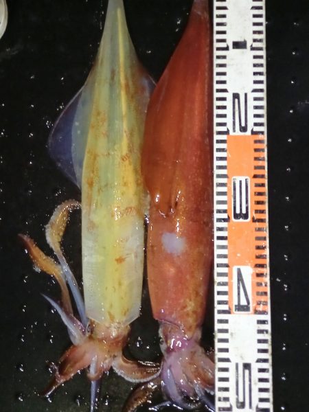 第二龍勢丸 釣果