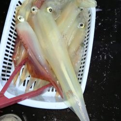 第二龍勢丸 釣果