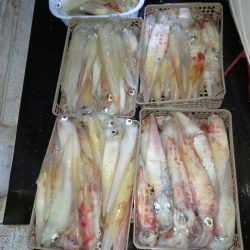 第二龍勢丸 釣果