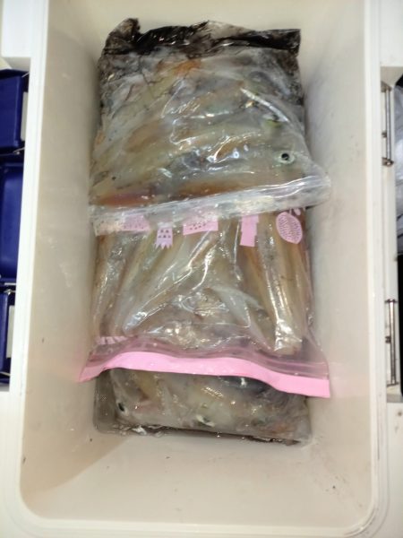 第二龍勢丸 釣果