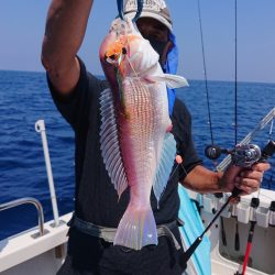 ARCADIAⅡ (アルカディアⅡ) 釣果