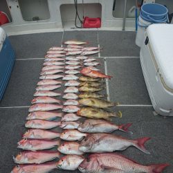 ARCADIAⅡ (アルカディアⅡ) 釣果