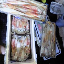 第二龍勢丸 釣果