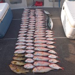 ARCADIAⅡ (アルカディアⅡ) 釣果