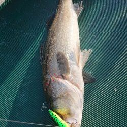 鷹王丸 釣果