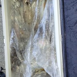 第二龍勢丸 釣果