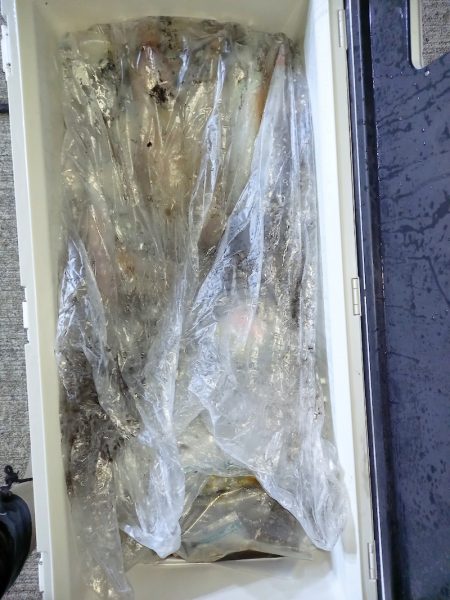 第二龍勢丸 釣果