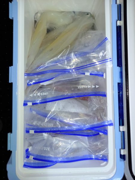 第二龍勢丸 釣果