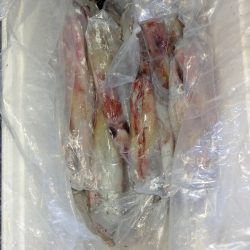 第二龍勢丸 釣果