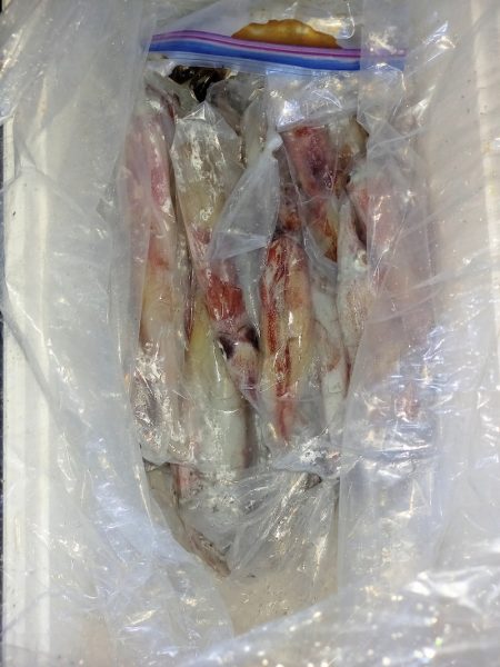 第二龍勢丸 釣果