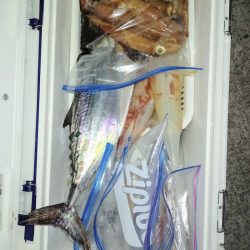 第二龍勢丸 釣果