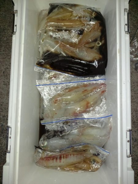 第二龍勢丸 釣果