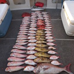 ARCADIAⅡ (アルカディアⅡ) 釣果