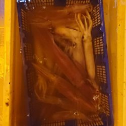 海龍丸(石川) 釣果