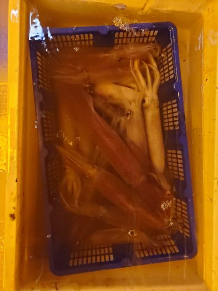 海龍丸(石川) 釣果