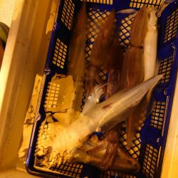 海龍丸（石川） 釣果