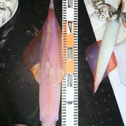 第二龍勢丸 釣果