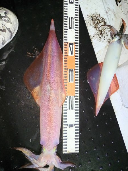 第二龍勢丸 釣果