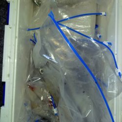 第二龍勢丸 釣果