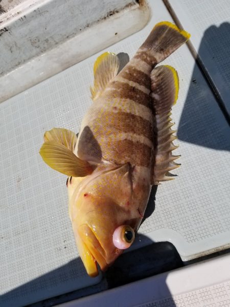 アマテラス 釣果