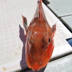 アマテラス 釣果