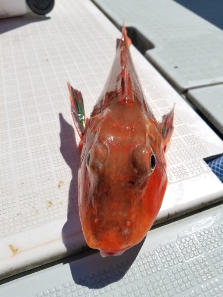 アマテラス 釣果