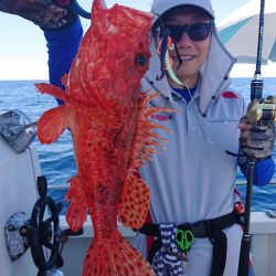 ARCADIAⅡ （アルカディアⅡ） 釣果