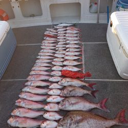 ARCADIAⅡ （アルカディアⅡ） 釣果