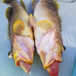 アマテラス 釣果