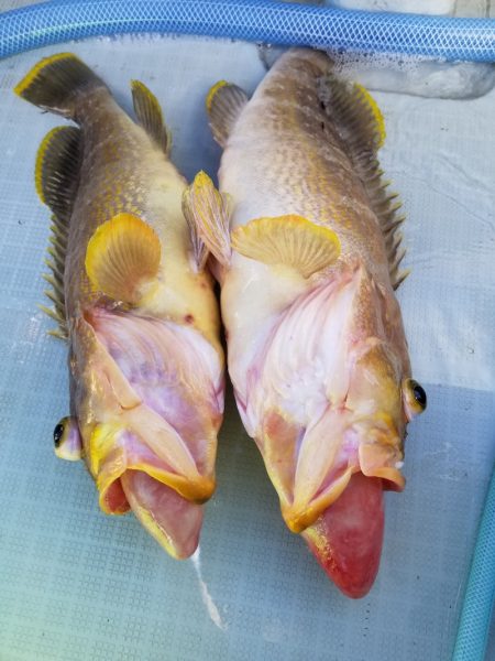 アマテラス 釣果