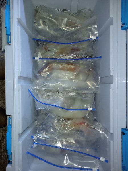 第二龍勢丸 釣果